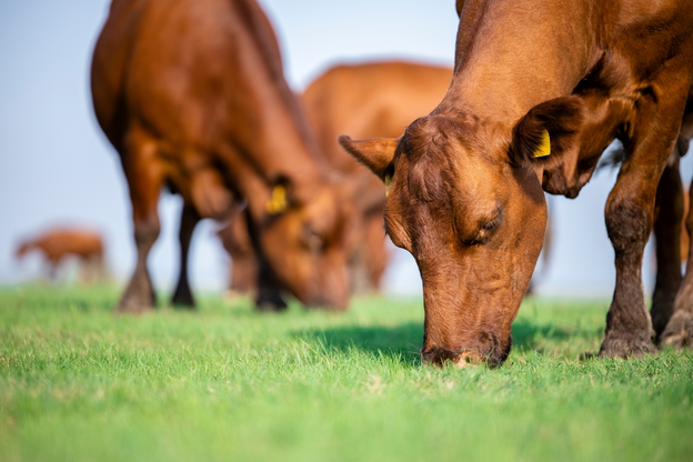 learn the importance of grazing and how to manage... Understand Cattle Grazing Behavior And Why It Is Important – HerdX